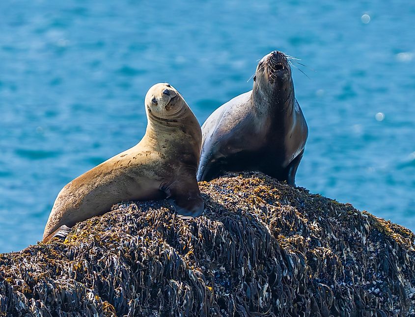 Two sea lions rest on a seaweed-covered rock above bright blue water, one looking toward the camera and the other lifting its head.