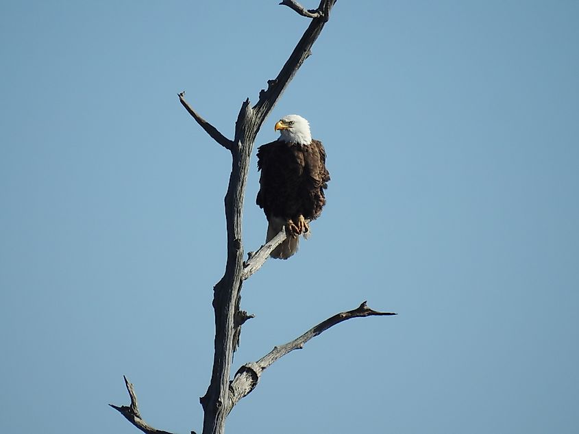 A bald eagle perched on a branch in the Blackwater National Wildlife Refuge, Maryland.