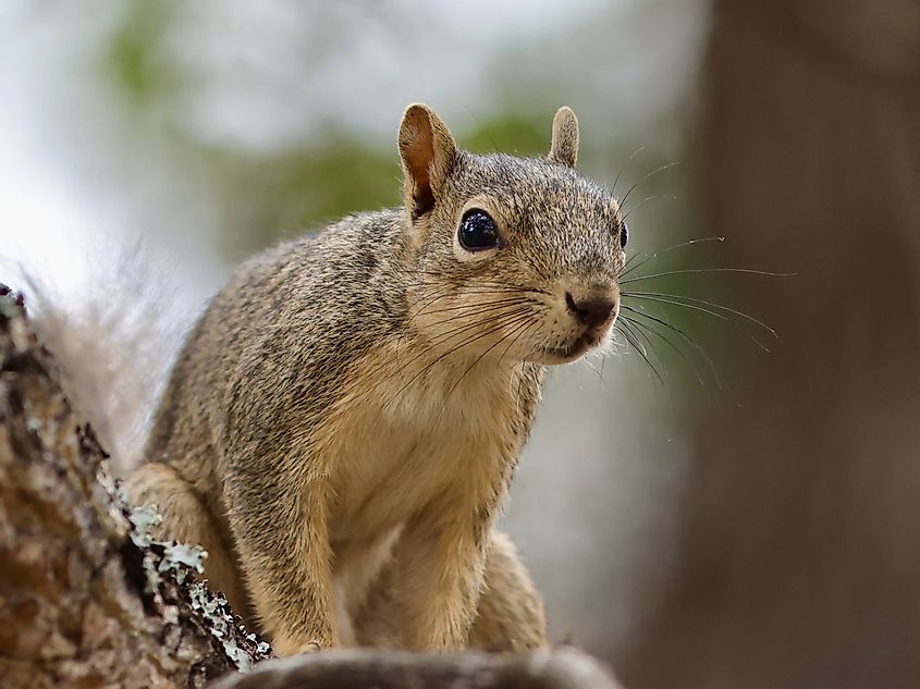 A fox squirrel in Rattlesnake Springs, New Mexico