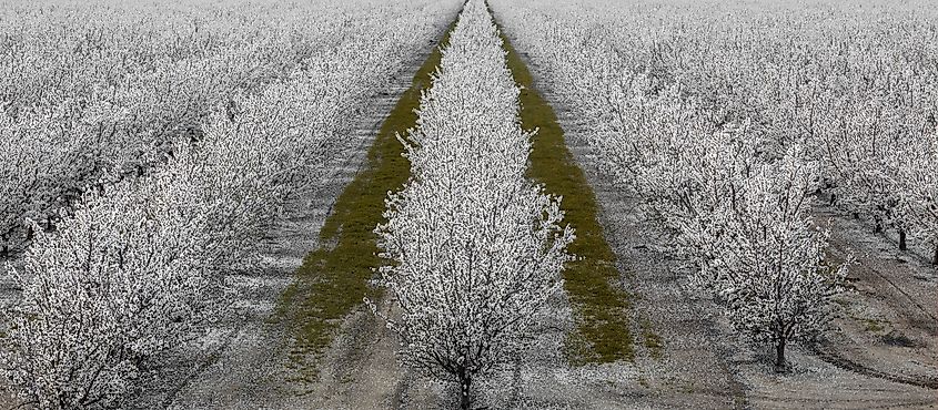 A Grove of Almond Trees in Bloom in Modesto, Stanislaus County, California.