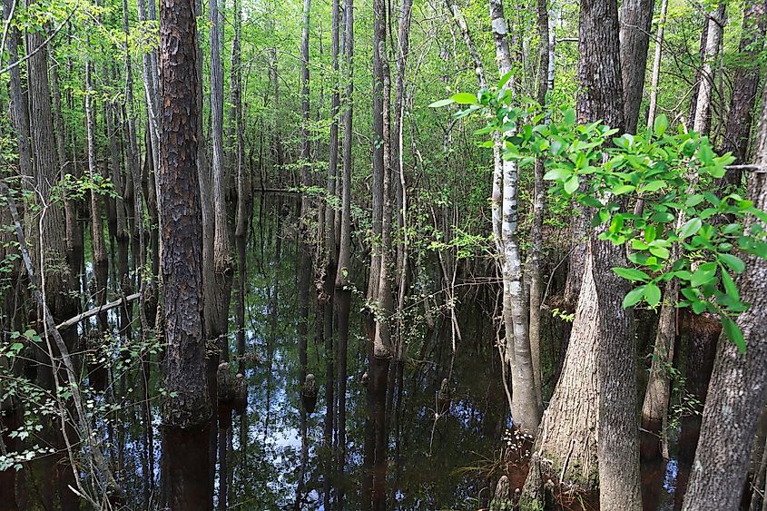 Garden Of Eden Trail, Apalachicola Bluffs and Ravine Preserves  The Garden of Eden is a fitting name for this trail full of earthly wonders like steephead ravines, ancient sand formations, and prehistoric evergreens. Located in the Apalachicola Bluffs and Ravine Preserves in the Florida panhandle, and protected by The Nature Conservancy, this 3.75-mile trail is a real hidden gem. Past the quaint woodlands with blooming mountain azaleas and babbling brooks, you’ll find sandhill ecosystems formed millions of years ago in the Mesozoic Era. And after a tough scramble up to Alum Bluff, 135 feet above the Apalachicola River, you’ll be graced with gorgeous views of the river and surrounding floodplains. 