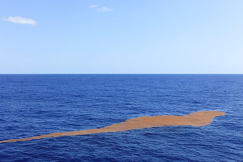 Floating seaweed and debris in the Sargasso Sea.