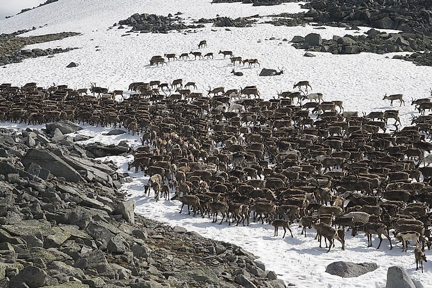 Ural mountains reindeer