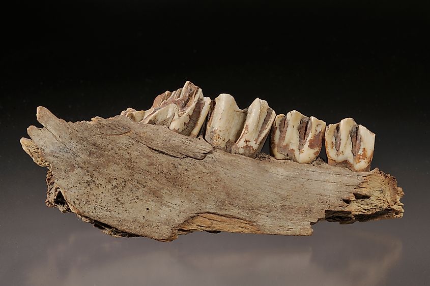 A fossilized mammal jaw.