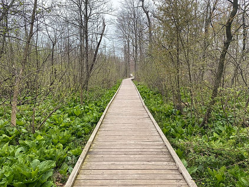 A wooden boardwalk leads through a bright green wetland.