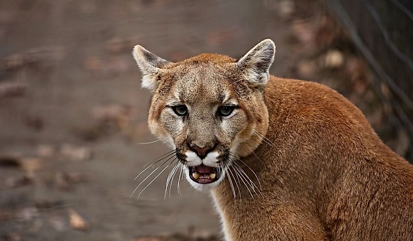 Image of a cougar in the zoo