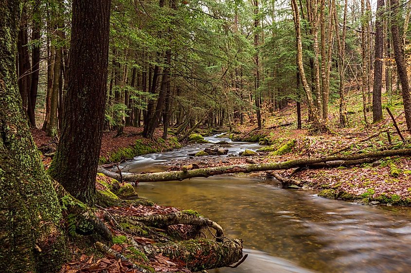 Serene nature at the Allegheny National Forest, Pennsylvania.