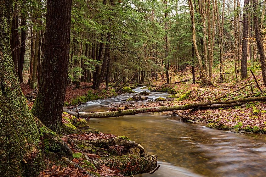 Serene nature at the Allegheny National Forest, Pennsylvania.