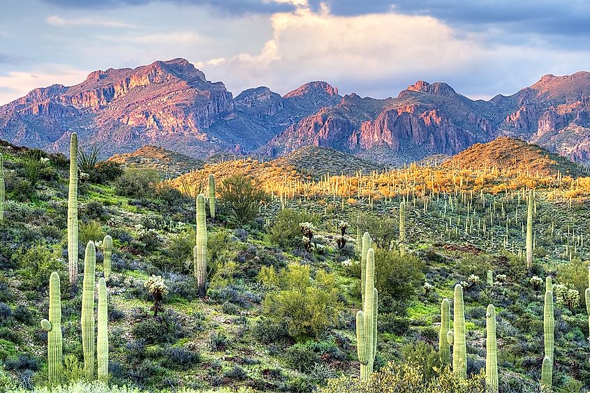 Saguaro cactus in the Sonoran Desert around Phoenix, Arizona.