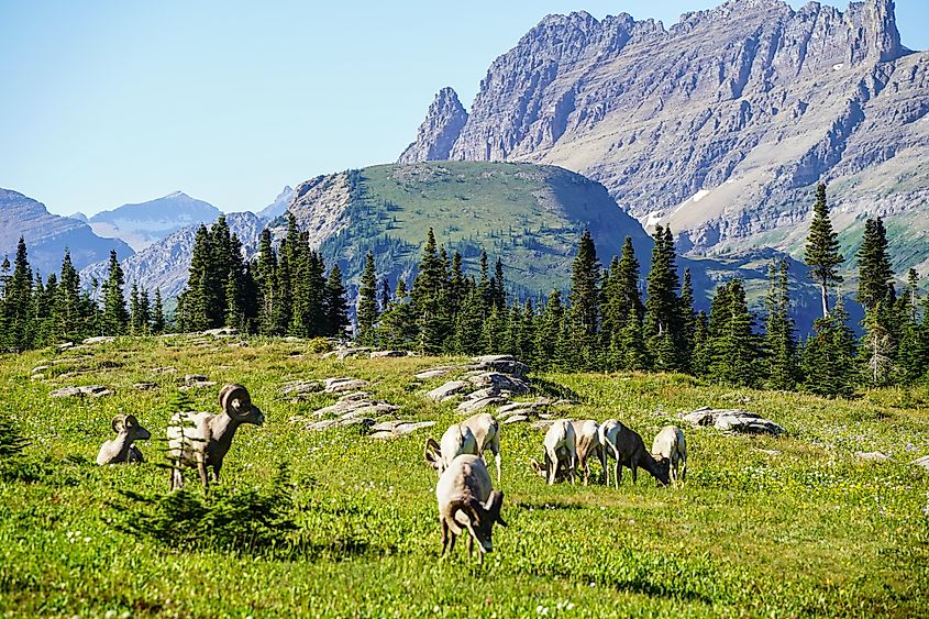 A family of bighorn sheep grazing in a lush alpine meadow at Glacier National Park in Montana