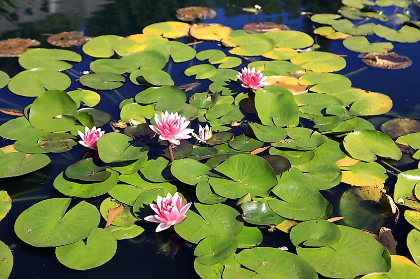 Lily pads in Huntsville Botanical Garden