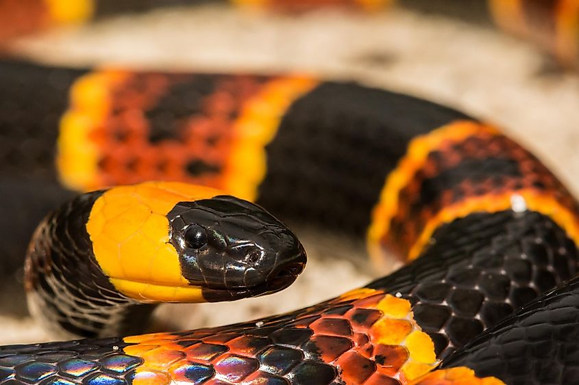 The Eastern Coral snake.