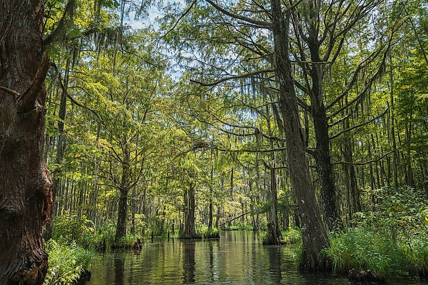 Honey Island Swamp near Slidell, Louisiana.