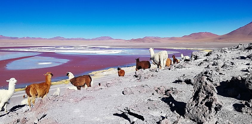 Laguna Colorada