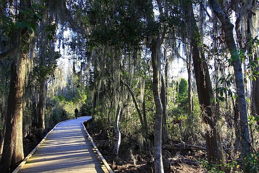 Okefenokee Swamp supports abundant prey for snakes.