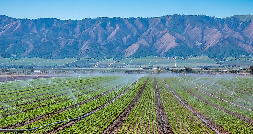An Irrigation Field in Salinas Valley