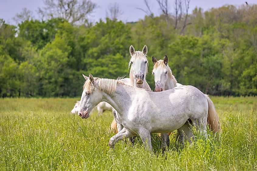 White horses outside Eminence, Missouri.