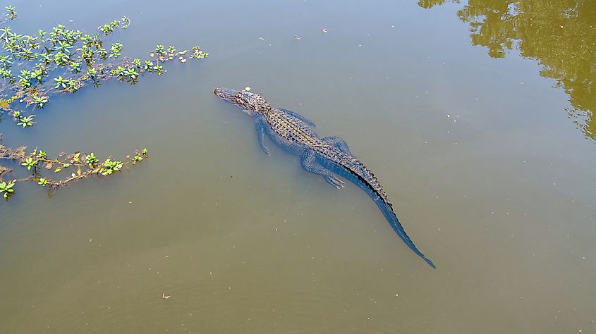 Aerial view of an adult American Alligator
