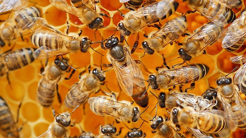 e queen bee surrounded by bees: that support and feed