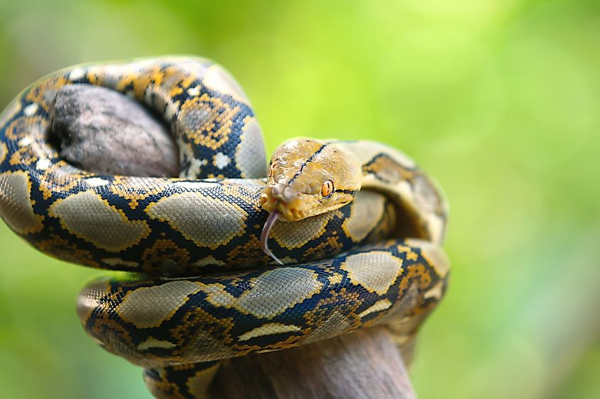 The reticulated python (Malayopython reticulatus) is native to South Asia and Southeast Asia.