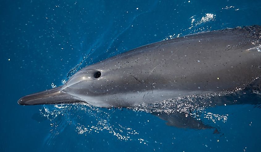 Close up of a dolphin's blowhole as it breathe
