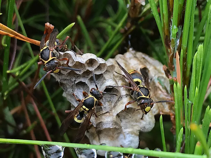 A group of Paper Wasps guarding the nests.