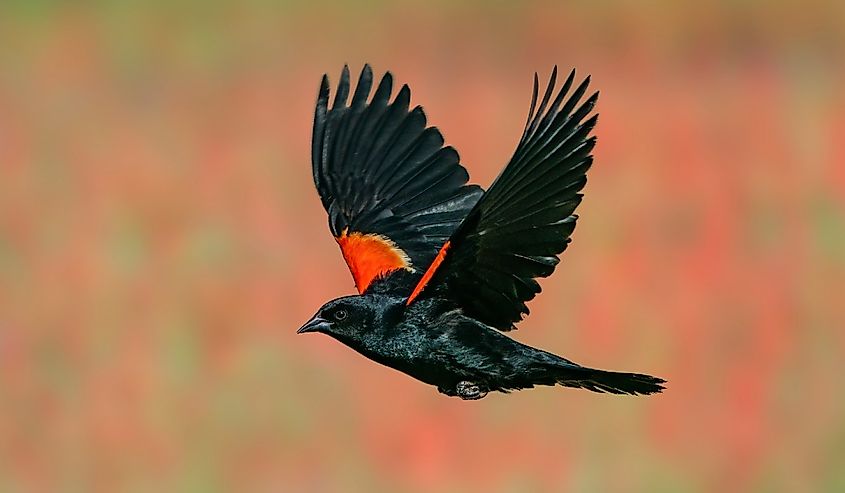 A male red-winged blackbird flies past a flower patch of Eaton's Penstemon flowers. Silverthorne, Colorado.