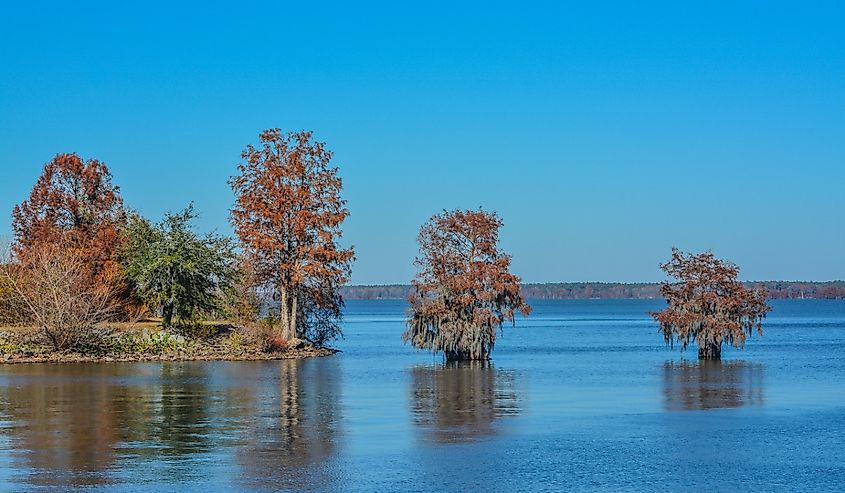 Cypress trees growing in Lake Marion, South Carolina.