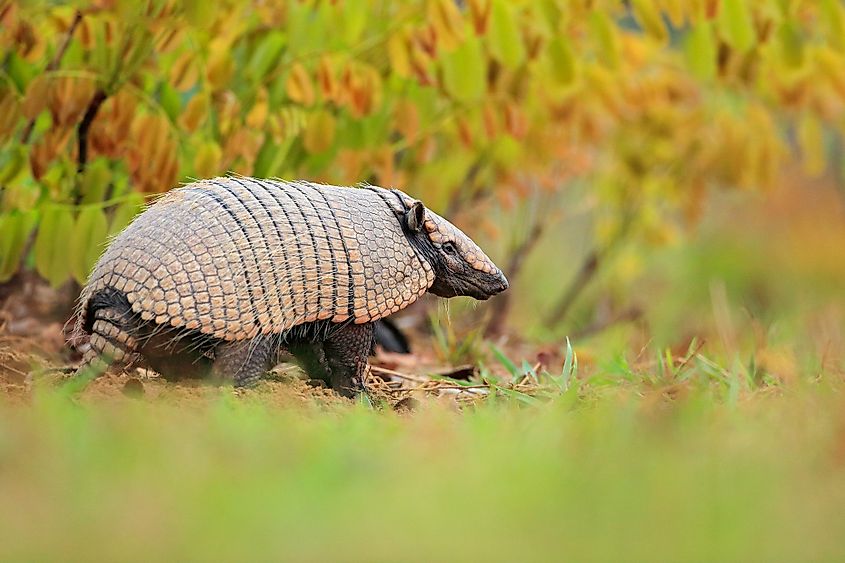 sixbanded Armadillo