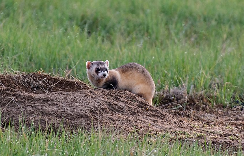 An endangered black-footed ferret