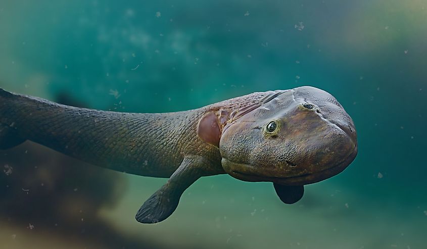 Tiktaalik, extinct transitional species between fish and legged animals from the Late Devonian Period