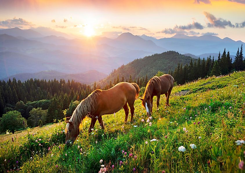 grazing animals