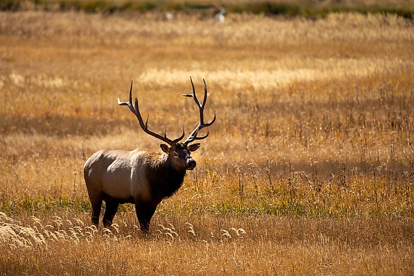 Elk in the fall near Yellowstone National Park. Credit: Maggie Hopkirk / Shutterstock