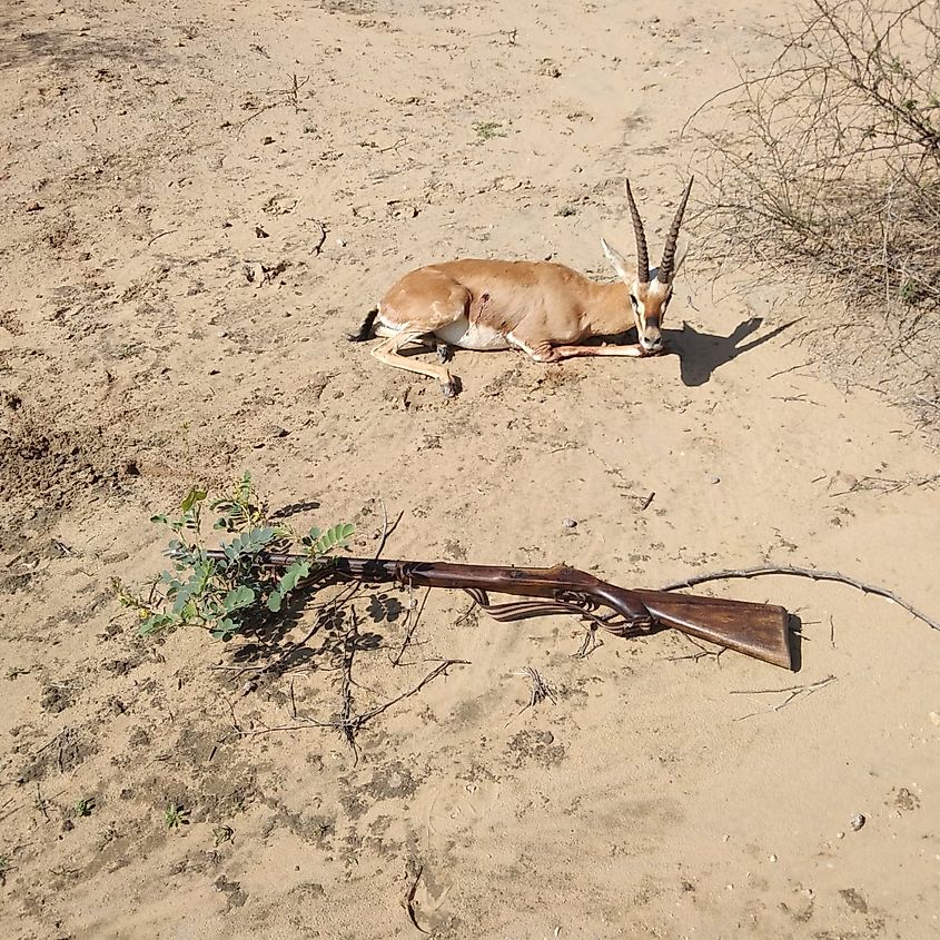 Blackbuck hunting