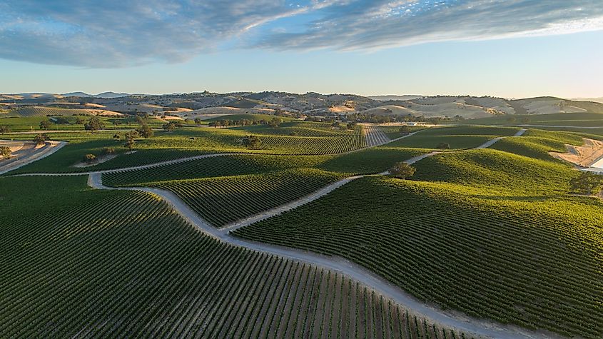 Large vineyard over rolling hills of Paso Robles, California 