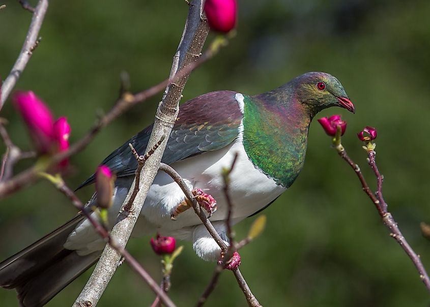 New Zealand wood pigeon