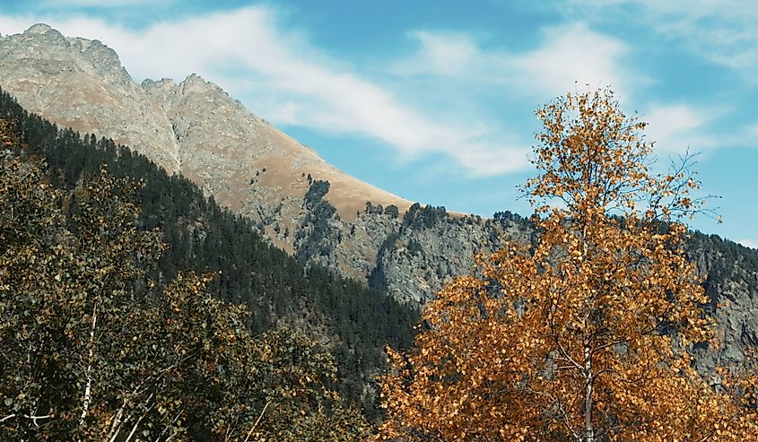 Yellow bright autumn birch tree and Mount Rose in the background. 