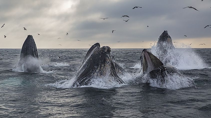 A pod of humpback whales feed in Monterey Bay, California.