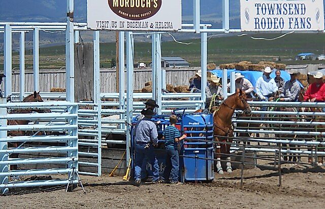 Team roping competition in Townsend, Montana June 2014. Header horse and rider is in the roping box at right of photo, heeler horse and rider just visible in roping box at left of image. Steer is in blue chute where people on foot are preparing the steer to be released. Montanabw via Wikicommons