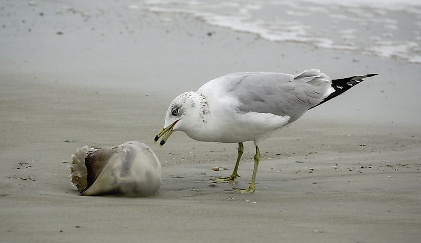 Seagull pecking a jellyfish in Tybee Island, Georgia. 