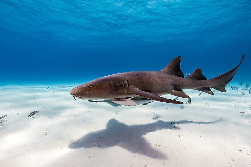 A nurse shark is swimming in clear water.