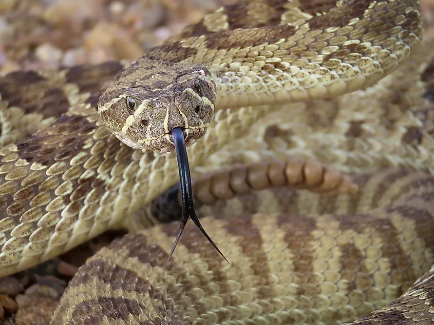 A prairie rattlesnake flicking out its forked tongue.