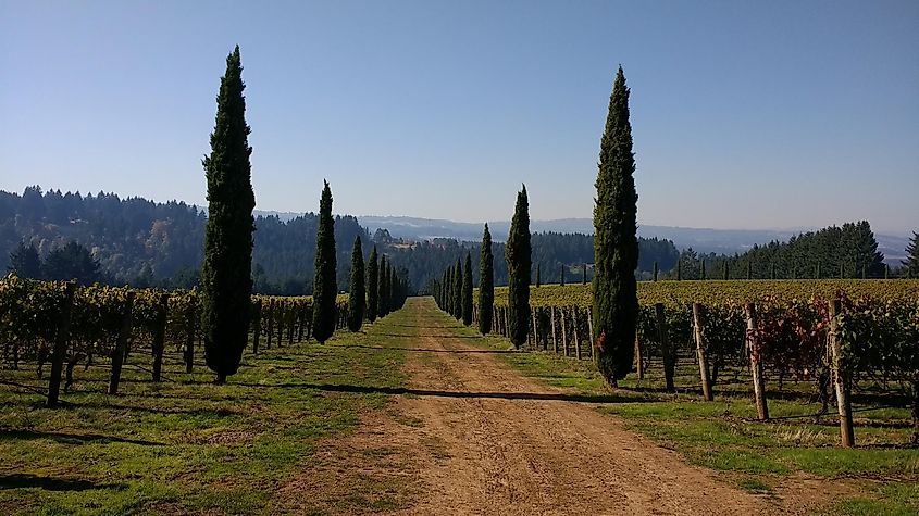 Alloro Vineyards, Sherwood, Oregon.