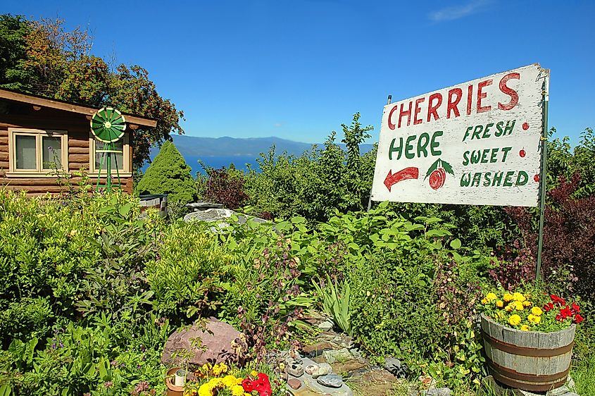 A cherry orchard in Bigfork, Montana