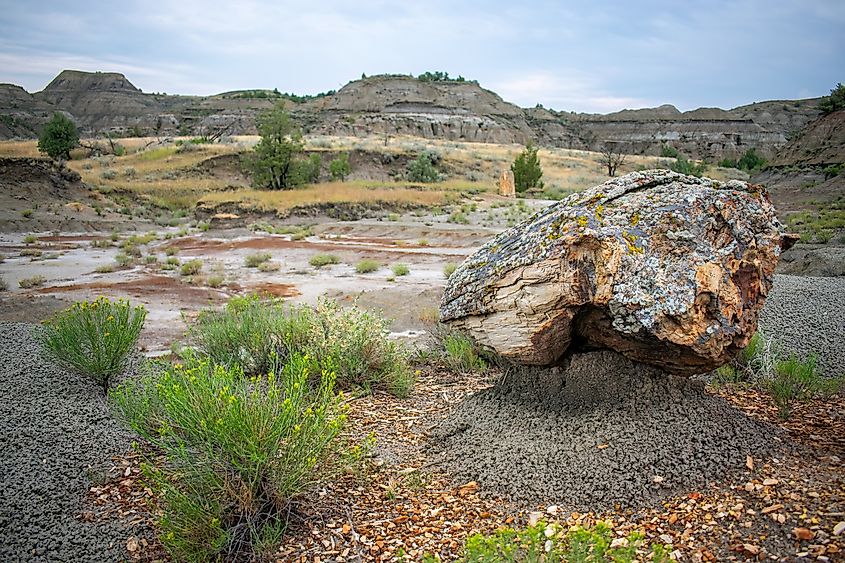 Petrified Wood, Theodore Roosevelt National Park, North Dakota