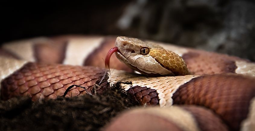 An Eastern copperhead flicking its forked tongue in the air to sense the environment.