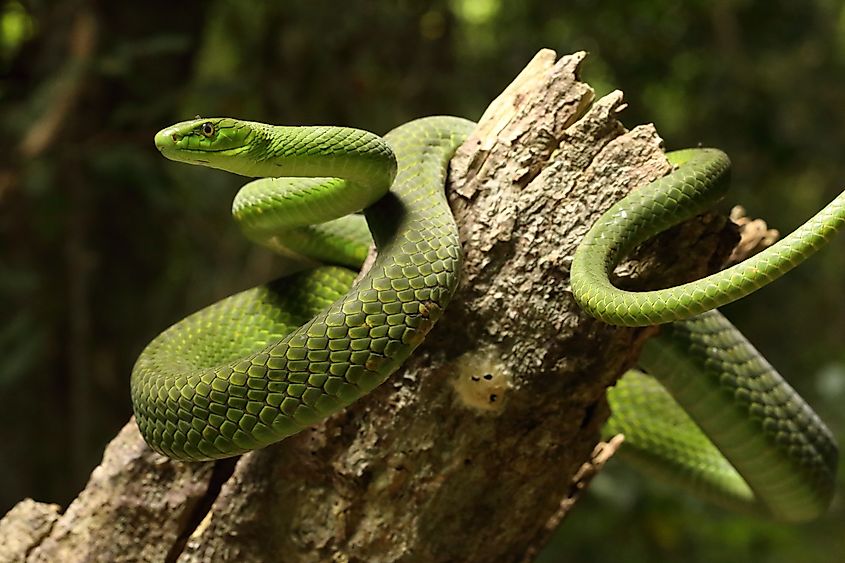 A South African green mamba.