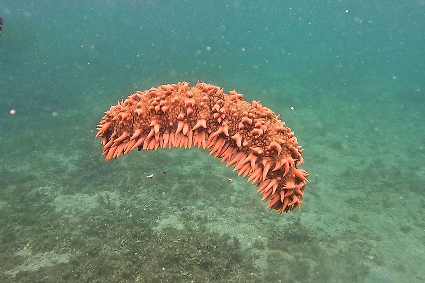 Close-up of an orange sea cucumber in the sea of Camiguin, Philippines.