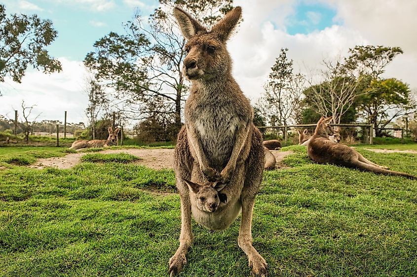 In Australia, kangaroos can be a road hazard much as deer are for drivers in the United States.