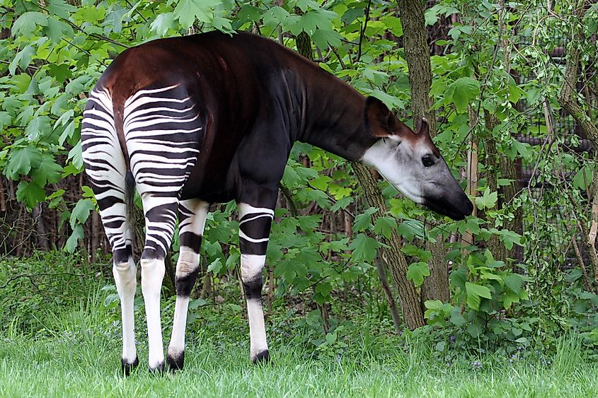 An okapi with its unique patterns on body.